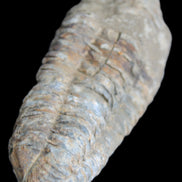 Trilobite Diacalymene 39*76mm 79g in sunlight - Rocks and Things Store