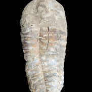 Trilobite Diacalymene 39*76mm 79g in sunlight - Rocks and Things Store