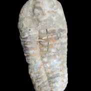 Trilobite Diacalymene 39*76mm 79g in sunlight - Rocks and Things Store