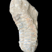 Trilobite Diacalymene 39*76mm 79g in sunlight - Rocks and Things Store