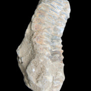 Trilobite Diacalymene 39*76mm 79g in sunlight - Rocks and Things Store