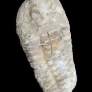 Trilobite Diacalymene 39*76mm 79g in sunlight - Rocks and Things Store