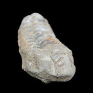 Trilobite Diacalymene 39*76mm 79g in sunlight - Rocks and Things Store