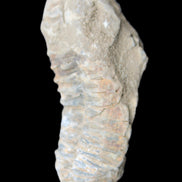 Trilobite Diacalymene 39*76mm 79g in sunlight - Rocks and Things Store