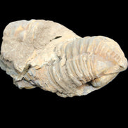 Trilobite Diacalymene ouzregui 45*75mm 122g in sunlight - Rocks and Things Store