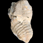 Trilobite Diacalymene ouzregui 45*75mm 122g in sunlight - Rocks and Things Store