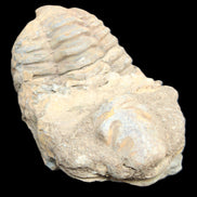 Trilobite Diacalymene ouzregui 45*75mm 122g in sunlight - Rocks and Things Store