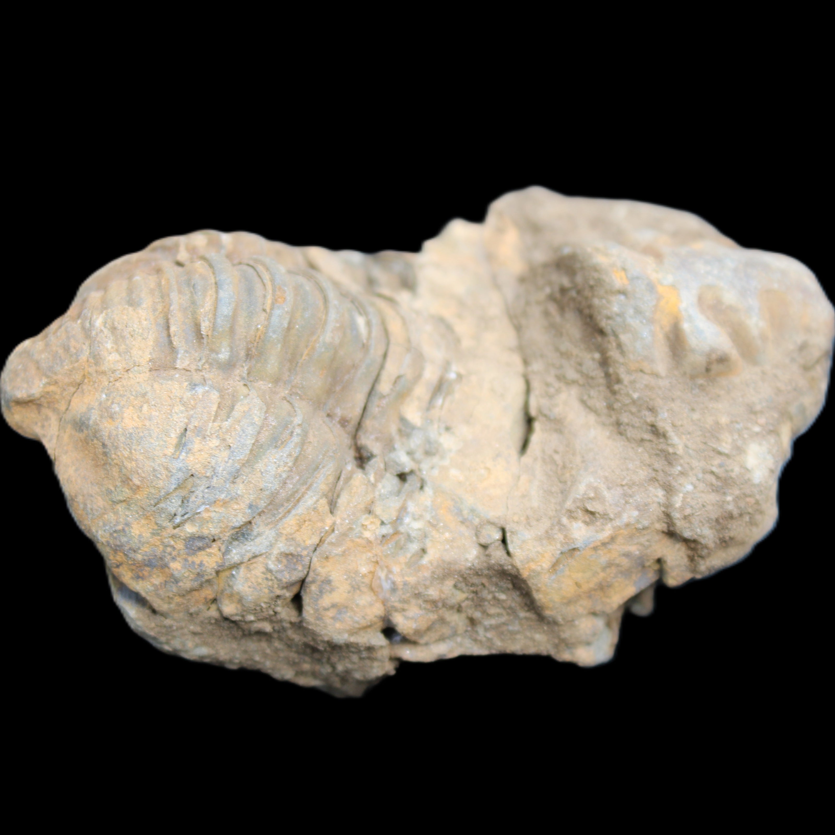 Trilobite Diacalymene ouzregui 45*75mm 122g in sunlight - Rocks and Things Store