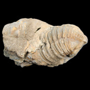 Trilobite Diacalymene ouzregui 45*75mm 122g in sunlight - Rocks and Things Store