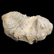 Trilobite Diacalymene ouzregui 45*75mm 122g in sunlight - Rocks and Things Store