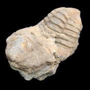 Trilobite Diacalymene ouzregui 45*75mm 122g in sunlight - Rocks and Things Store