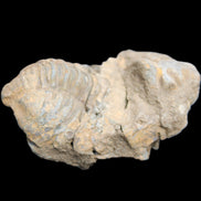 Trilobite Diacalymene ouzregui 45*75mm 122g in sunlight - Rocks and Things Store