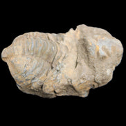 Trilobite Diacalymene ouzregui 45*75mm 122g in sunlight - Rocks and Things Store