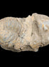 Trilobite Diacalymene ouzregui 45*75mm 122g in sunlight - Rocks and Things Store