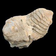 Trilobite Diacalymene ouzregui 45*75mm 122g in sunlight - Rocks and Things Store