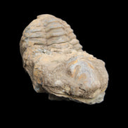 Trilobite Diacalymene ouzregui 45*75mm 122g in sunlight - Rocks and Things Store