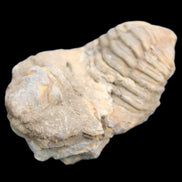 Trilobite Diacalymene ouzregui 45*75mm 122g in sunlight - Rocks and Things Store