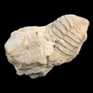 Trilobite Diacalymene ouzregui 45*75mm 122g in sunlight - Rocks and Things Store