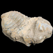 Trilobite Diacalymene ouzregui 45*75mm 122g in sunlight - Rocks and Things Store