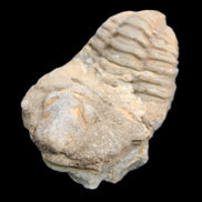 Trilobite Diacalymene ouzregui 45*75mm 122g in sunlight - Rocks and Things Store