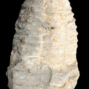 Trilobite Diacalymene ouzregui 50*85mm 147g in sunlight - Rocks and Things Store