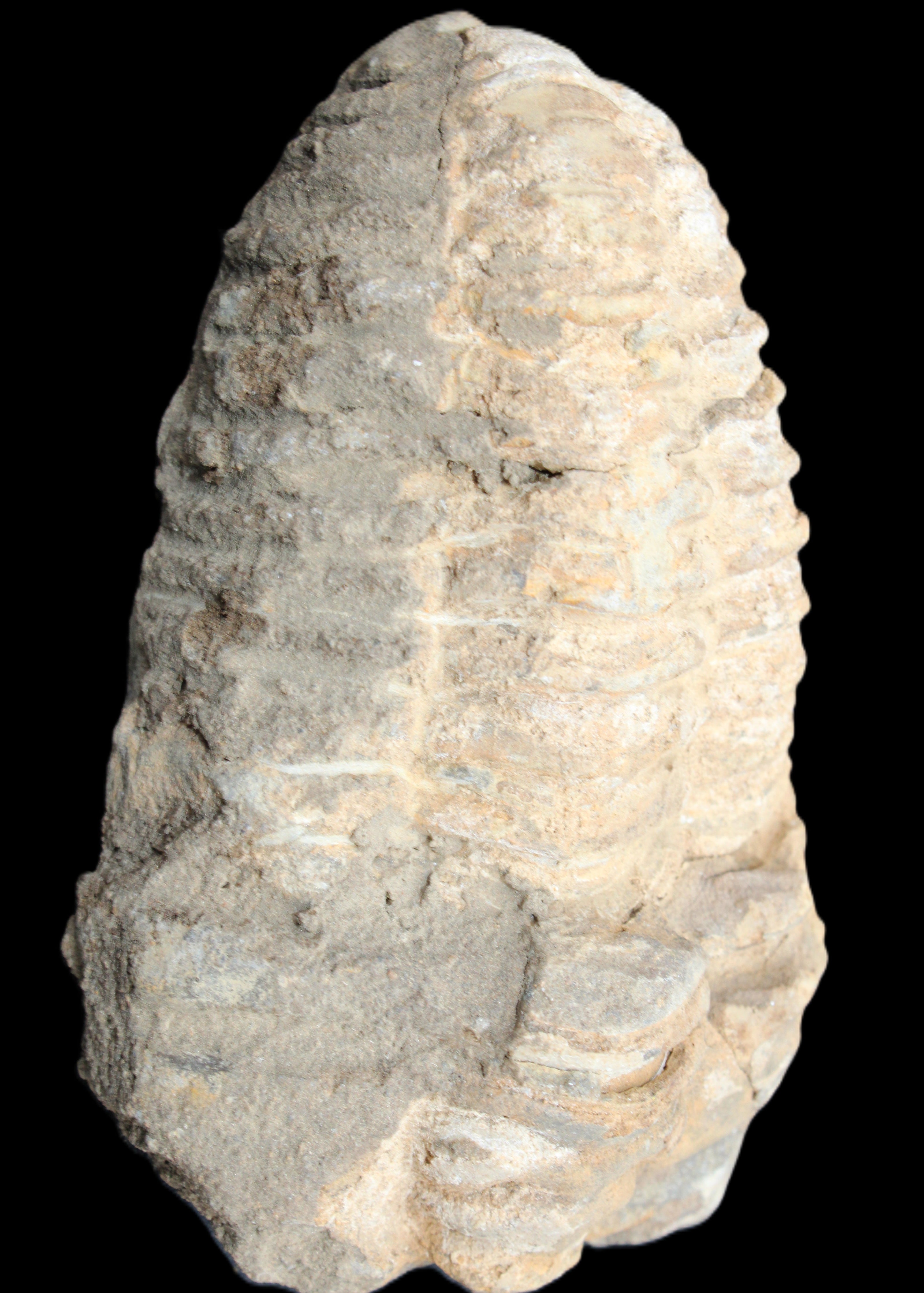 Trilobite Diacalymene ouzregui 50*85mm 147g in sunlight - Rocks and Things Store