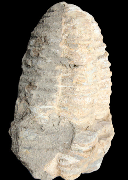 Trilobite Diacalymene ouzregui 50*85mm 147g in sunlight - Rocks and Things Store