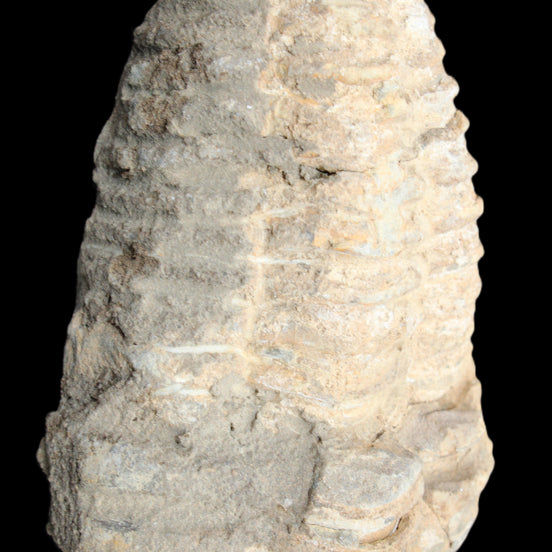 Trilobite Diacalymene ouzregui 50*85mm 147g in sunlight - Rocks and Things Store