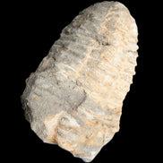 Trilobite Diacalymene ouzregui 50*85mm 147g in sunlight - Rocks and Things Store