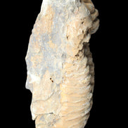 Trilobite Diacalymene ouzregui 50*85mm 147g in sunlight - Rocks and Things Store