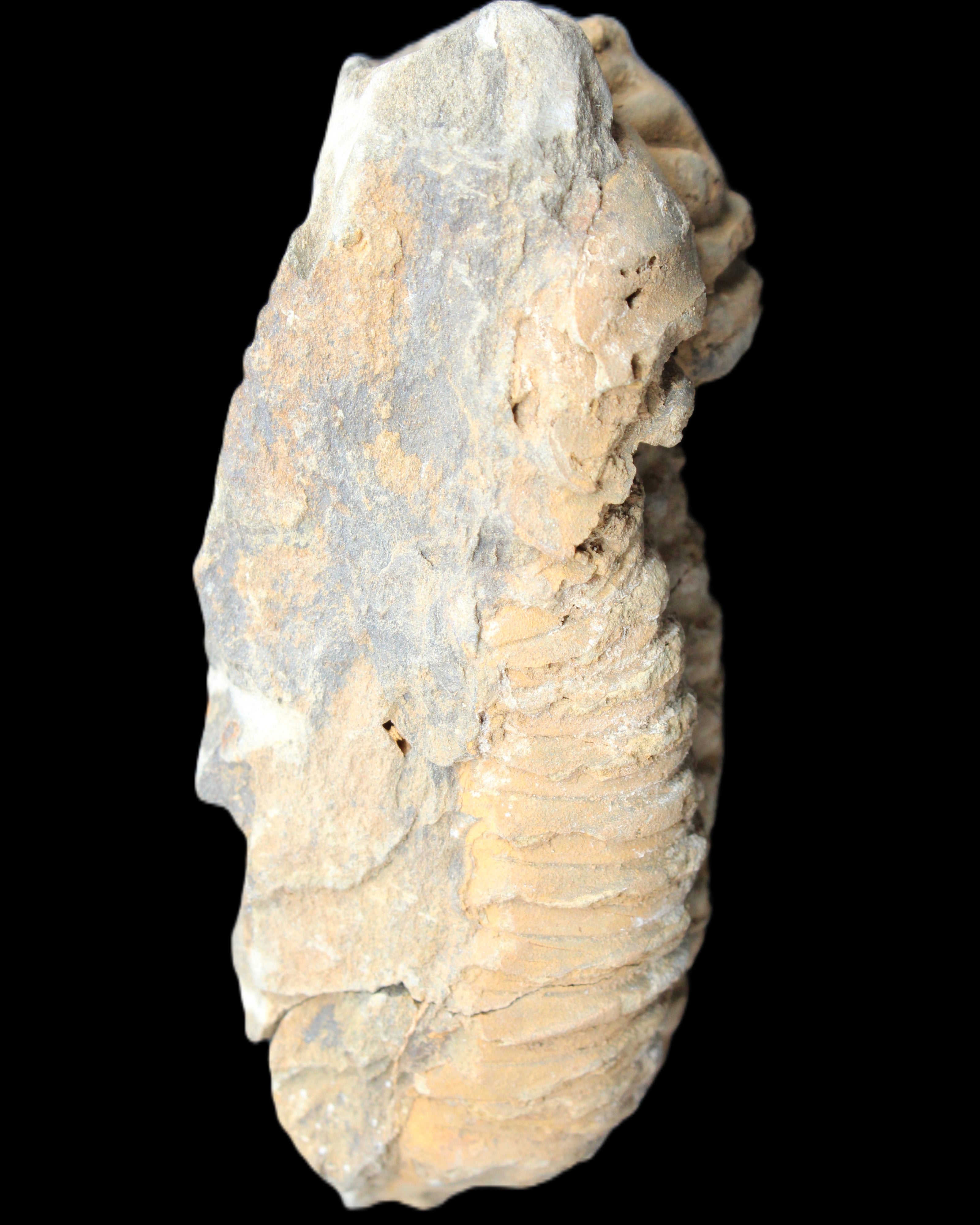 Trilobite Diacalymene ouzregui 50*85mm 147g in sunlight - Rocks and Things Store