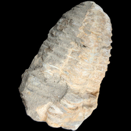 Trilobite Diacalymene ouzregui 50*85mm 147g in sunlight - Rocks and Things Store
