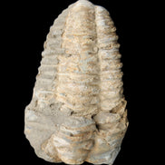 Trilobite Diacalymene ouzregui 50*85mm 147g in sunlight - Rocks and Things Store