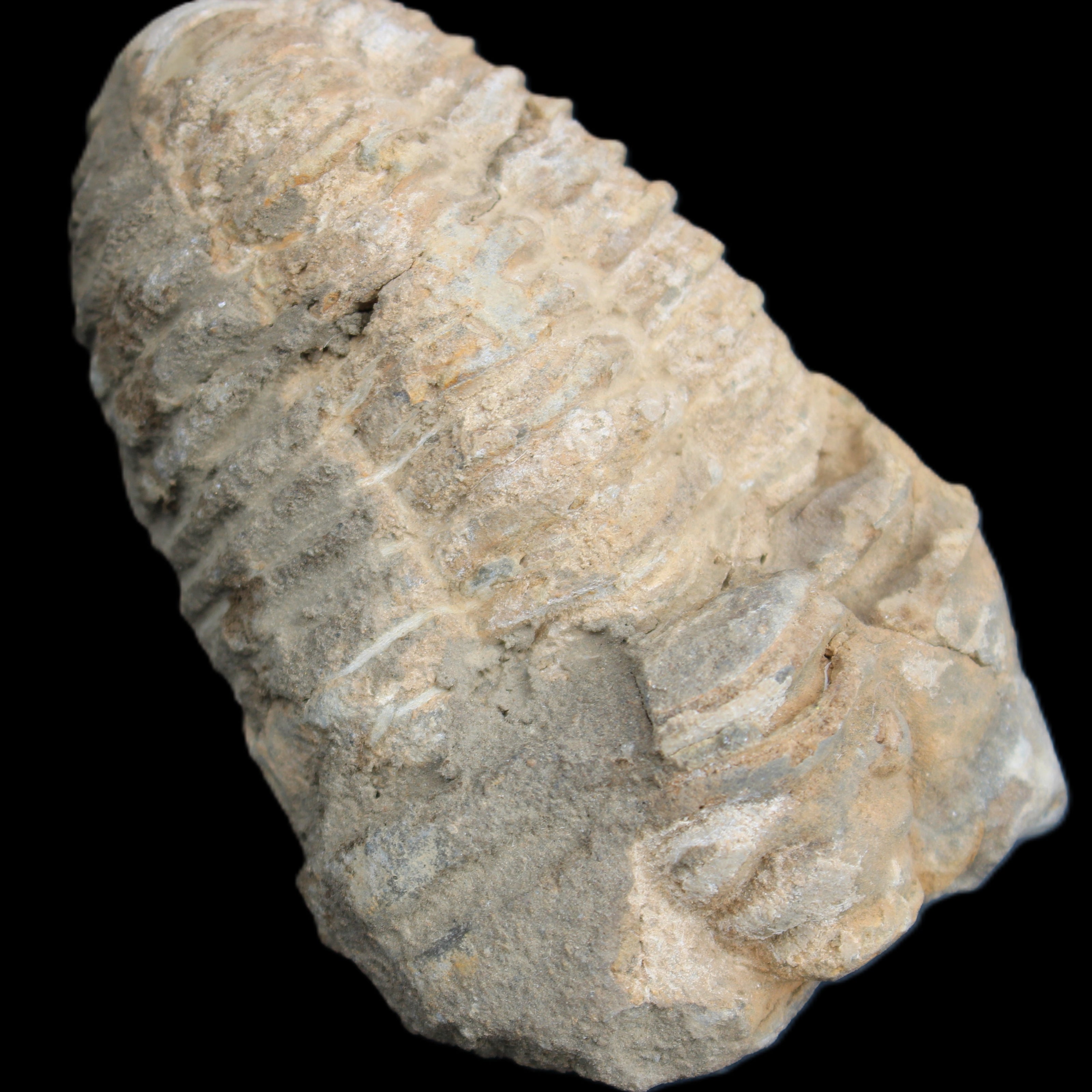 Trilobite Diacalymene ouzregui 50*85mm 147g in sunlight - Rocks and Things Store