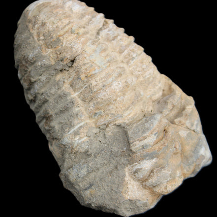 Trilobite Diacalymene ouzregui 50*85mm 147g in sunlight - Rocks and Things Store