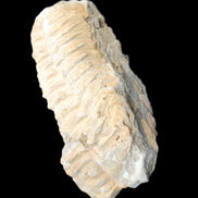 Trilobite Diacalymene ouzregui 50*85mm 147g in sunlight - Rocks and Things Store