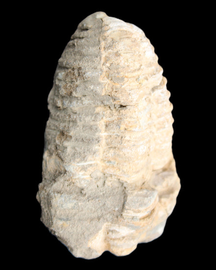 Trilobite Diacalymene ouzregui 50*85mm 147g in sunlight - Rocks and Things Store