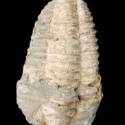 Trilobite Diacalymene ouzregui 50*85mm 147g in sunlight - Rocks and Things Store