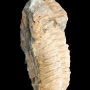 Trilobite Diacalymene ouzregui 50*85mm 147g in sunlight - Rocks and Things Store