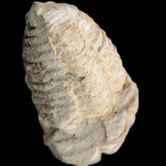 Trilobite Diacalymene ouzregui 50*85mm 147g in sunlight - Rocks and Things Store