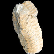 Trilobite Diacalymene ouzregui 50*85mm 147g in sunlight - Rocks and Things Store