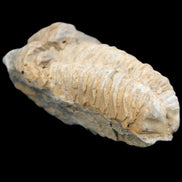 Trilobite Diacalymene ouzregui 50*85mm 147g in sunlight - Rocks and Things Store