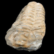 Trilobite Diacalymene ouzregui 50*85mm 147g in sunlight - Rocks and Things Store