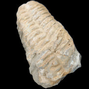 Trilobite Diacalymene ouzregui 50*85mm 147g in sunlight - Rocks and Things Store