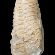 Trilobite Diacalymene ouzregui 50*85mm 147g in sunlight - Rocks and Things Store