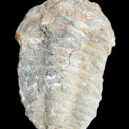 Trilobite Diacalymene 52*88mm 152g in sunlight - Rocks and Things Store