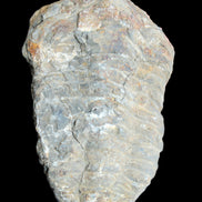 Trilobite Diacalymene 52*88mm 152g in sunlight - Rocks and Things Store