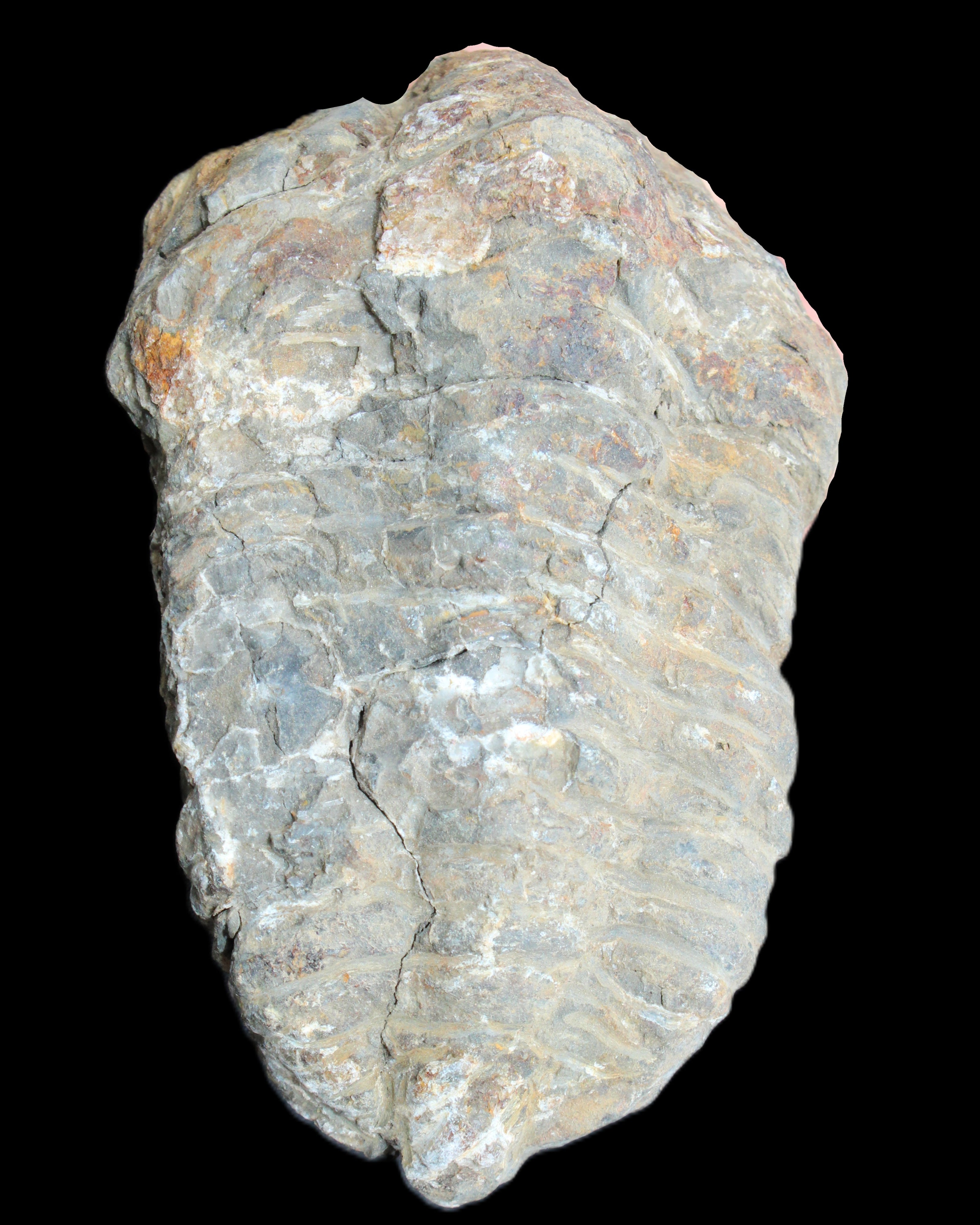 Trilobite Diacalymene 52*88mm 152g in sunlight - Rocks and Things Store