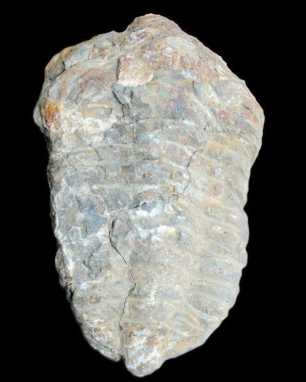 Trilobite Diacalymene 52*88mm 152g in sunlight - Rocks and Things Store