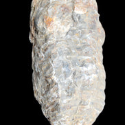 Trilobite Diacalymene 52*88mm 152g in sunlight - Rocks and Things Store